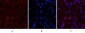 Caspase 9 Monoclonal Antibody(3-20)